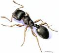 black_ant.jpg